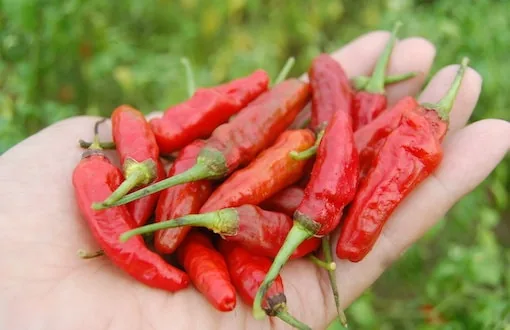 Nắm ớt chín đỏ trên tay người trồng ớt